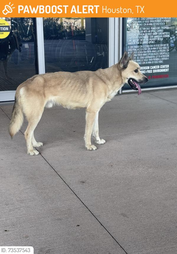 Found/Stray Male Dog last seen MD Anderson West Houston, Houston, TX 77079