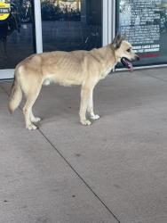 Found/Stray Male Dog last seen MD Anderson West Houston, Houston, TX 77079
