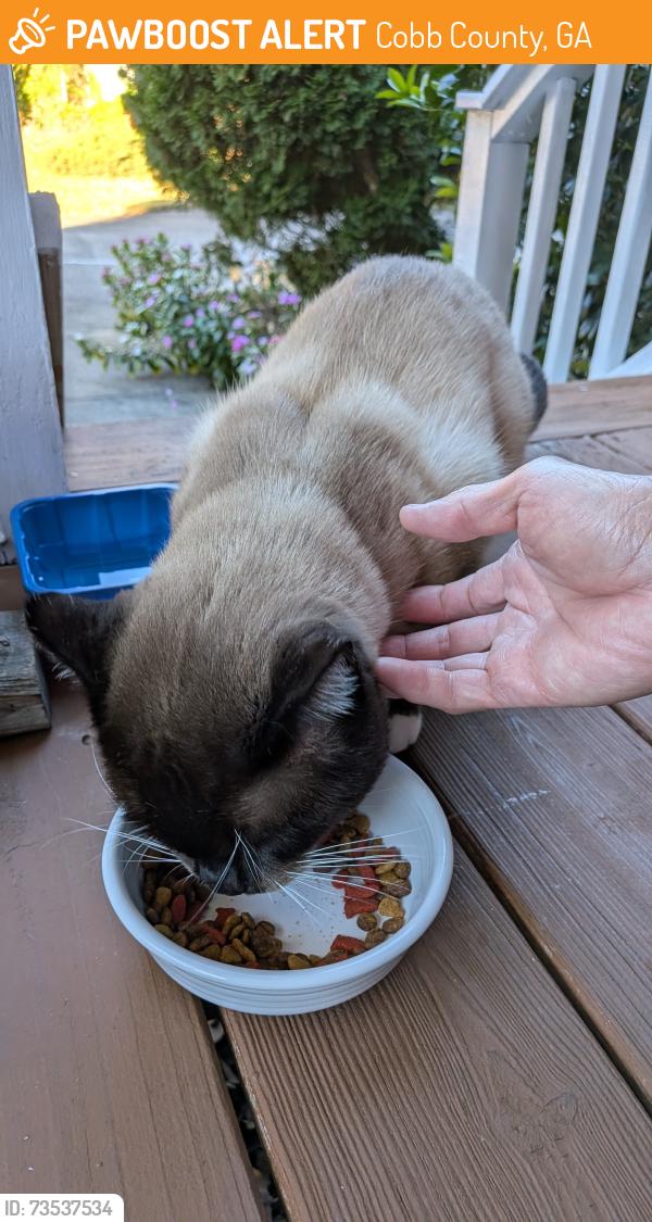 Found/Stray Male Cat last seen Bridgebrook LN SW & Russell Dr SW, Cobb County, GA 30082