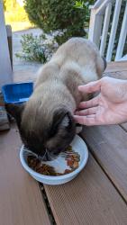 Found/Stray Male Cat last seen Bridgebrook LN SW & Russell Dr SW, Cobb County, GA 30082