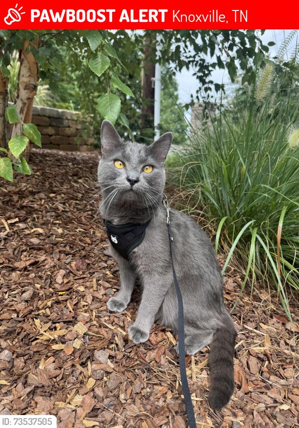 Lost Male Cat last seen Woodsmith road, Knoxville, TN 37921