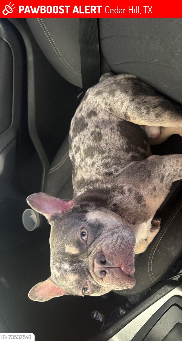Lost Male Dog last seen Cedar hill, Cedar Hill, TX 75104