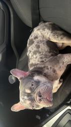 Lost Male Dog last seen Cedar hill, Cedar Hill, TX 75104