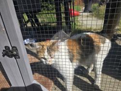 Found/Stray Female Cat last seen La Paix, Rancho Cucamonga, CA 91701