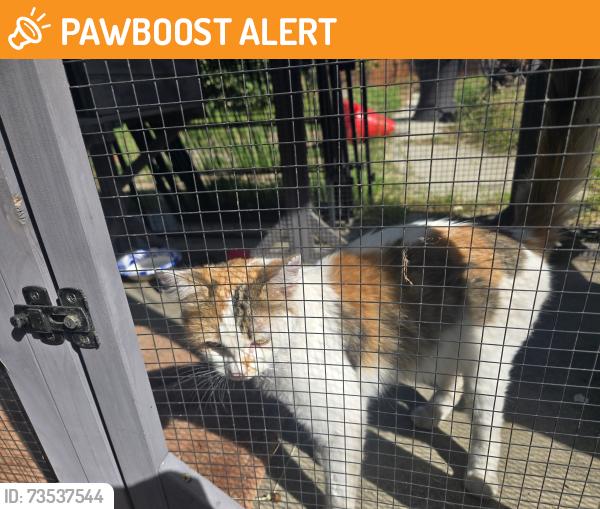 Found/Stray Female Cat last seen La Paix, Rancho Cucamonga, CA 91701