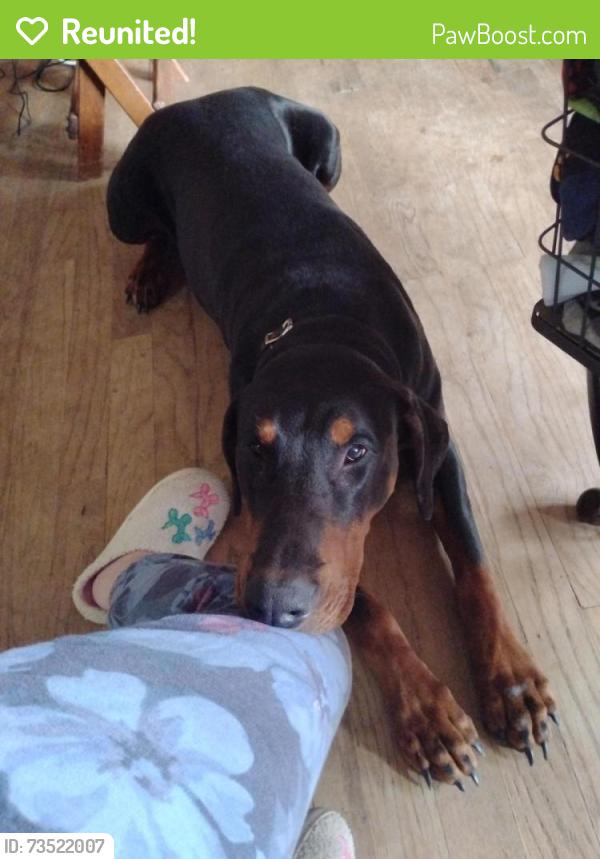 Reunited Male Dog last seen New Hwy 18, Morganton, NC 28655