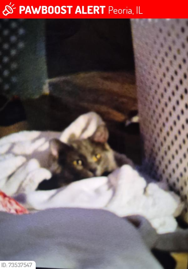 Lost Female Cat last seen Glen Ave, Peoria, IL 61614