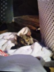 Lost Female Cat last seen Glen Ave, Peoria, IL 61614