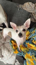 Lost Female Dog last seen Bryant Irvin and Overton Ridge at The Holt apmts, Fort Worth, TX 76132