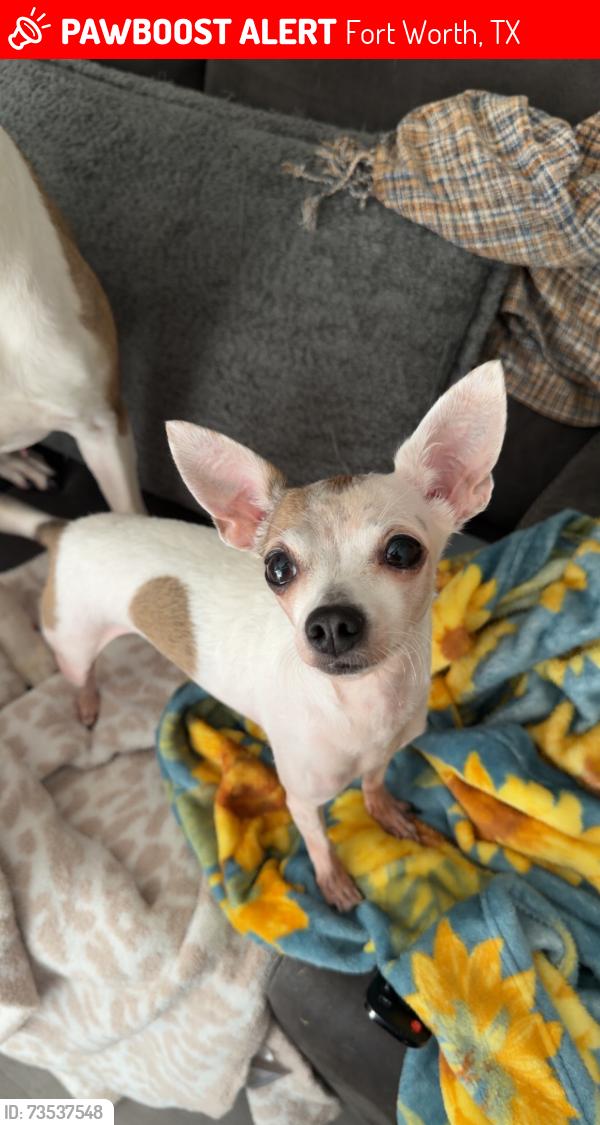 Lost Female Dog last seen Bryant Irvin and Overton Ridge at The Holt apmts, Fort Worth, TX 76132