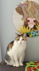 Reunited Female Cat last seen Curtis, Bristol, CT 06010