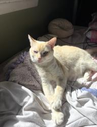 Reunited Male Cat last seen UNCW, Wilmington, NC 28403