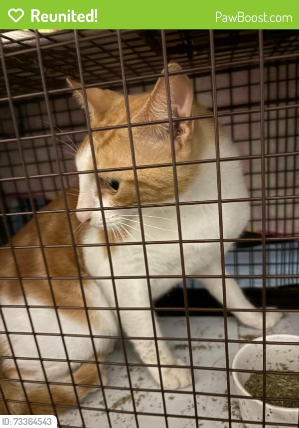 Reunited Male Cat last seen Leopold St, Burlington, MA 01803