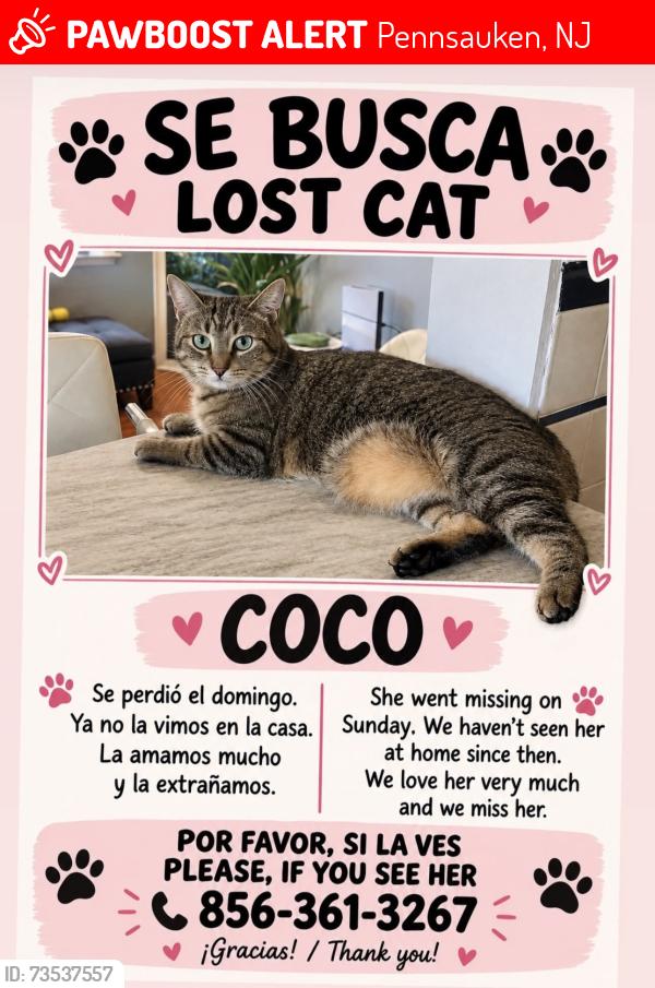 Lost Female Cat last seen Dunkin’ Donuts, Pennsauken, NJ 08109