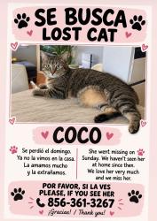 Lost Female Cat last seen Dunkin’ Donuts, Pennsauken, NJ 08109