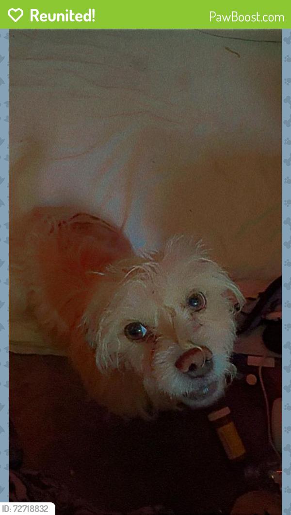 Reunited Male Dog last seen Unser & Arenal by Walgreens, Albuquerque, NM 87121