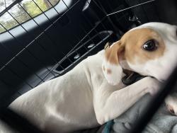 Lost Male Dog last seen None, Spotsylvania Courthouse, VA 22553
