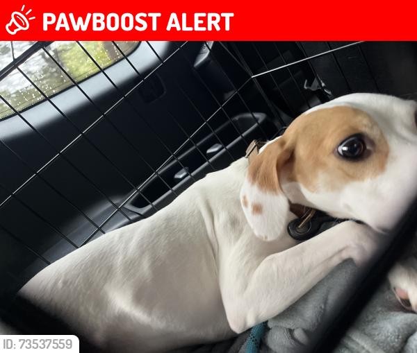 Lost Male Dog last seen None, Spotsylvania Courthouse, VA 22553