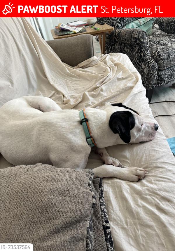 Lost Female Dog last seen 1st Ave., South and 62nd St., St. Petersburg, FL 33707
