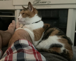 Reunited Female Cat last seen Caspian and Wesley, Aurora, CO 80013