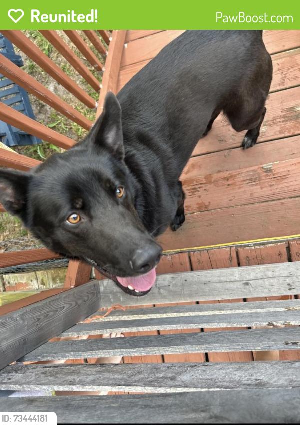 Reunited Male Dog last seen deborah ct wilmington, Wilmington, NC 28405
