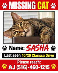 Reunited Female Cat last seen Old country road/clarissa drive, Hicksville, NY 11801