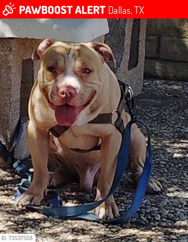 Lost Male Dog last seen Cedar Springs Rd and Inwood Rd, Dallas, TX 75235