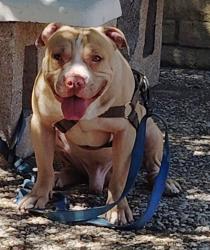 Lost Male Dog last seen Cedar Springs Rd and Inwood Rd, Dallas, TX 75235