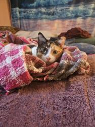 Lost Female Cat last seen Davallia lane and feyhurst ave, Louisville, KY 40258