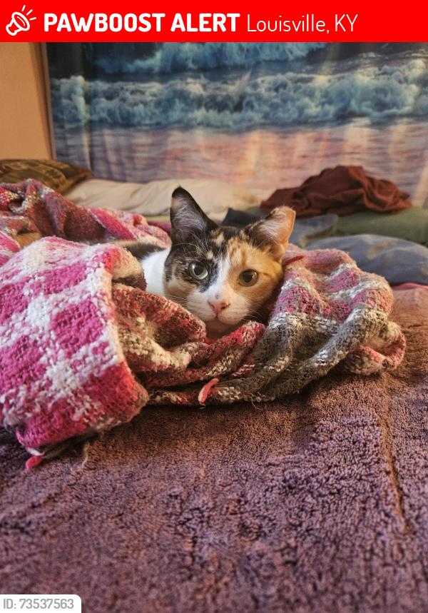 Lost Female Cat last seen Davallia lane and feyhurst ave, Louisville, KY 40258