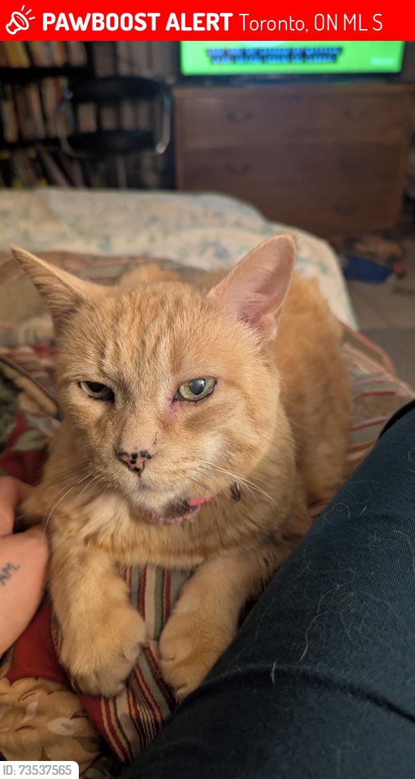 Lost Female Cat last seen Dorsey drive, Toronto, ON M6L 1S7