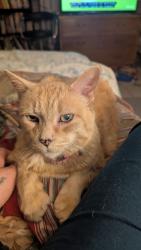 Lost Female Cat last seen Dorsey drive, Toronto, ON M6L 1S7