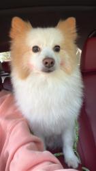 Found/Stray Female Dog last seen The Gates At Brightside apmt conplex, Baton Rouge, LA 70820