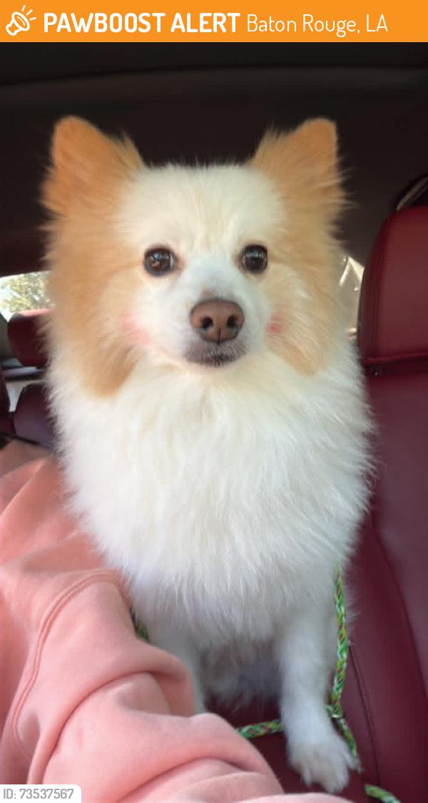 Found/Stray Female Dog last seen The Gates At Brightside apmt conplex, Baton Rouge, LA 70820