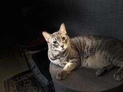 Reunited Male Cat last seen 35th ave & deer valley, Glendale, AZ 85310