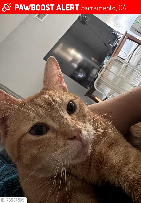 Lost Male Cat last seen Lerwick Rd and Fulton, Sacramento, CA 95821