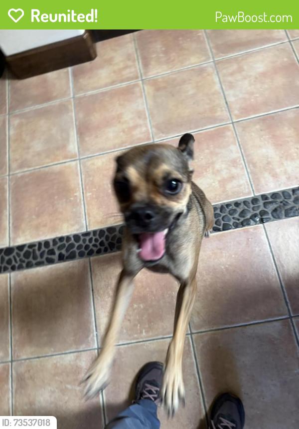 Reunited Female Dog last seen Rapp lane where the street ends up in the hill, Talent, OR 97540