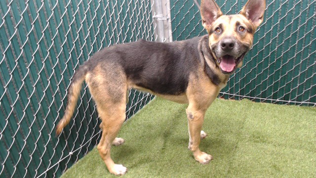 Shelter Stray Female Dog last seen , 11258 Garfield Ave, Downey, CA 90242, USA