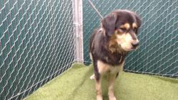 Shelter Stray Male Dog last seen , 11258 Garfield Ave, Downey, CA 90242, USA