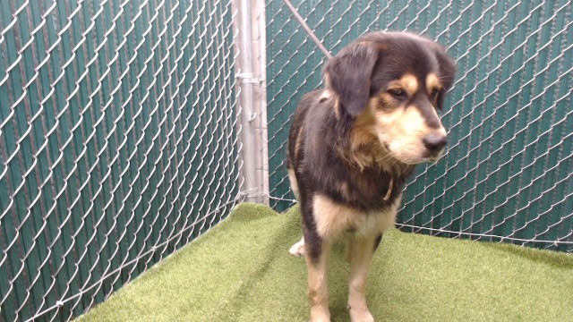 Shelter Stray Male Dog last seen , 11258 Garfield Ave, Downey, CA 90242, USA