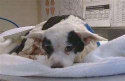 Shelter Stray Female Dog last seen ROBINETTE RD/CHRISWOODS CT, 95828, 3839 Bradshaw Rd, Sacramento, CA 95827, USA