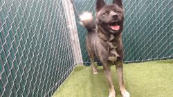 Shelter Stray Female Dog last seen , 11258 Garfield Ave, Downey, CA 90242, USA