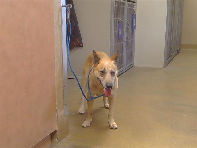 Shelter Stray Female Dog last seen FLORIN RD/WATT AVE, 95829, 3839 Bradshaw Rd, Sacramento, CA 95827, USA