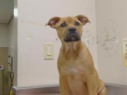 Shelter Stray Female Dog last seen WYDA WAY/HOWE AVE, 3839 Bradshaw Rd, Sacramento, CA 95827, USA