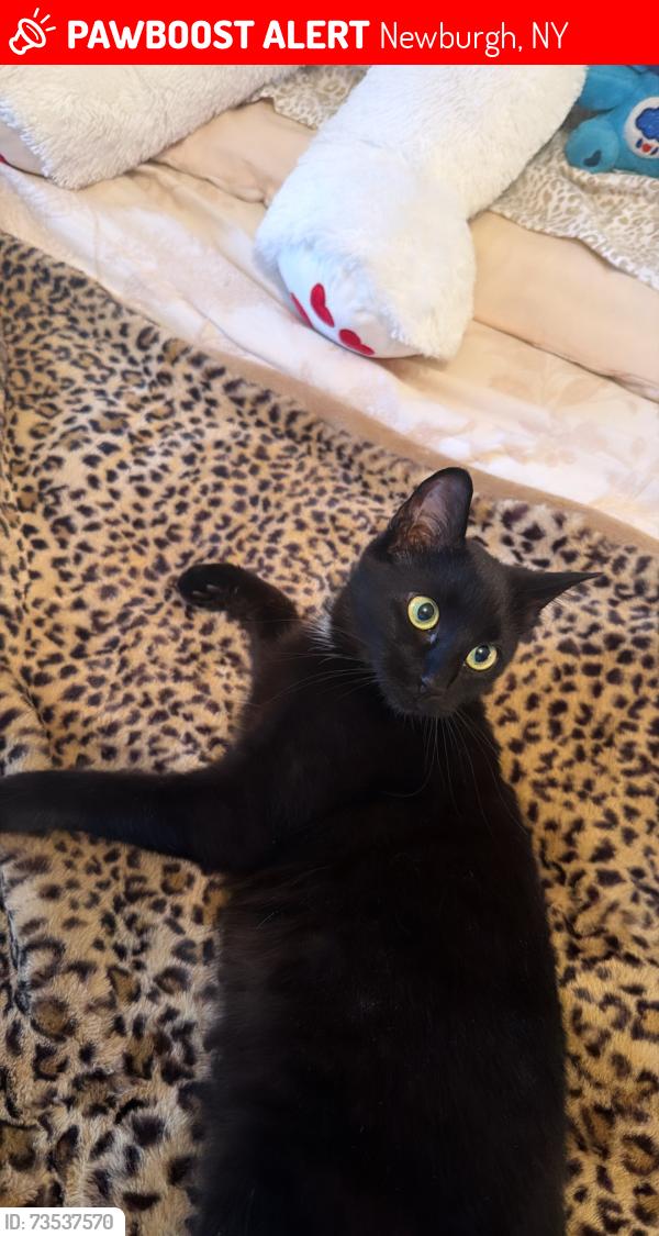 Lost Female Cat last seen Latintown rd Newburgh by, Newburgh, NY 12550