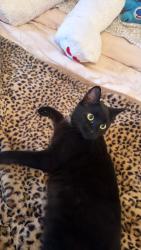Lost Female Cat last seen Latintown rd Newburgh by, Newburgh, NY 12550