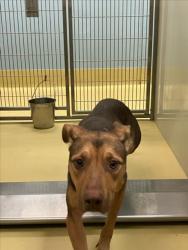 Shelter Stray Female Dog last seen Near BLOCK S CHAUTAUQUA AVE, WICHITA KS 67211, 3303 N Hillside St, Wichita, KS 67219, USA