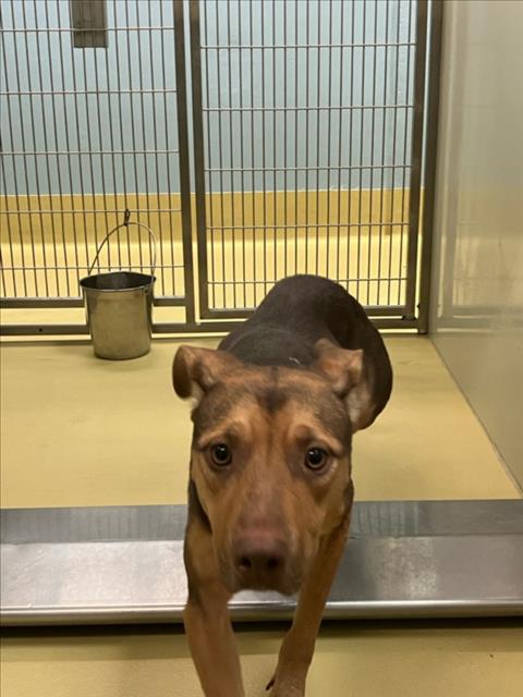 Shelter Stray Female Dog last seen Near BLOCK S CHAUTAUQUA AVE, WICHITA KS 67211, 3303 N Hillside St, Wichita, KS 67219, USA