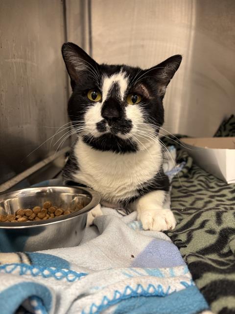Shelter Stray Male Cat last seen Near, 5001 E Raymond St, Indianapolis, IN 46203, USA
