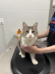 Shelter Stray Female Cat last seen Near, 5001 E Raymond St, Indianapolis, IN 46203, USA